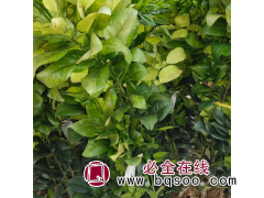 植荣农业道路绿化树高产马家柚苗木皮薄多汁露地栽培诚信商家图1