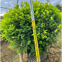 鼎盛批发七里香球霄 球形灌木植物九里香球 园林绿化观花