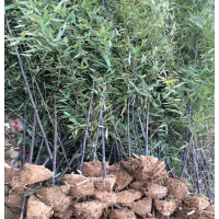 紫竹3米高 2公分刚竹假植苗 40公分高南天竹 信阳苗木基地