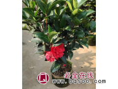 四季茶花 高度50到150五宝茶花 十八学士 香水茶花基地图1