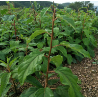圆枣苗 软枣子苗 圆枣子苗枣子树苗基地 顺鑫苗圃