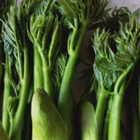 增贵苗圃 工程绿化 刺嫩芽种子 可食用野菜 树形优美 现起卖