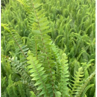 肾蕨 蜈蚣草 绿化带地被植物 喜温暖潮润环境 棱峰苗圃 云南