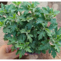大菊花 庭院园林种植 租摆花卉品种 适应性较好