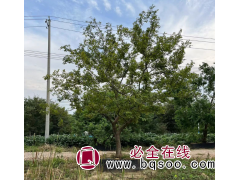 全冠朴树用于工程 公园 道路绿化 支持实地看苗 易养护图1