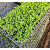 书成花卉 欧石竹穴盘苗 种苗基地大量供应 现货出售