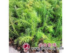 园林绿化工程苗木 刺杉 杉木苗 别墅庭院观赏景观树苗图1