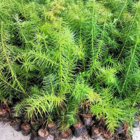 园林绿化工程苗木 刺杉 杉木苗 别墅庭院观赏景观树苗