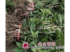 湖南七叶一枝花种苗 百亩种植主产区 批发七叶一枝花种苗图1
