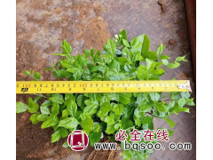 茉莉花 多年生直立灌木 庭院别墅观赏花卉 小区植物园绿化图1
