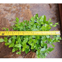 茉莉花 多年生直立灌木 庭院别墅观赏花卉 小区植物园绿化
