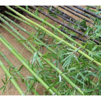 庭院绿化植物紫竹苗 早园竹苗 盆栽毛竹根金镶玉竹