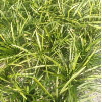 日本矮麦冬草坪 玉龙草基地 麦冬草地被上门铺设