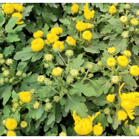国庆菊 鲜艳金黄色的花朵 种植基地供应 夏季栽植不缓苗