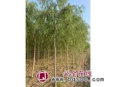 速生青垂柳-绦柳-直柳苗-旱柳价格-闻芃柳树-济南柳树基地图1