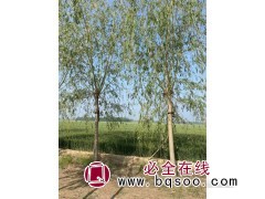旱柳耐寒耐阴树木,基地直销,旱柳树苗价格，济南闻芃柳树基地图1