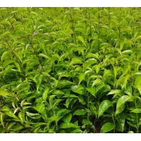岗梅种植区 批发岗梅小苗 岗梅小苗价格 漳州苗木基地 苗木