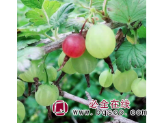双丰苗木 东北灯笼果 优质树苗 种类齐全 基地直发 东北苗木图2