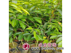 奇楠苗 奇楠沉香苗 优质沉香树 品质好 多品种沉香苗木市场图1