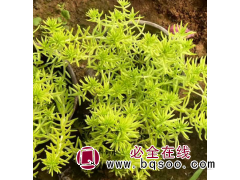 金叶佛甲草供应 花坛花镜布置 造型优美 喜阳光充足环境图1