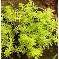 金叶佛甲草供应 花坛花镜布置 造型优美 喜阳光充足环境