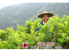 大量东魁杨梅树苗基地 嫁接苗东魁杨梅 结果苗批发-正旺苗木场图1