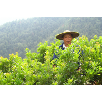 大量东魁杨梅树苗基地 嫁接苗东魁杨梅 结果苗批发-正旺苗木场