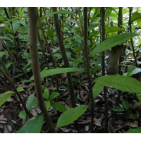 苦槠袋苗 地径1cm 高度1~1.5米 园林景观工程苗