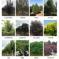 精品丛生白蜡造型优美 单杆多杆白腊树培育 耐寒易存活