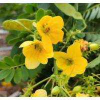 丛生黄花槐 园林绿化工程 株高1-3m 胸径6cm 规格齐全