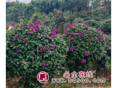 似锦 安格斯 云南紫 球形 三角梅 花色叶色色彩丰富 直供图1