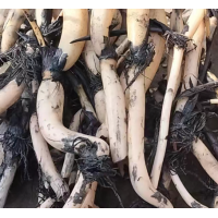 深水耐寒荷花苗 种苗粗大 根系发达 颜色齐全 签合同管成活