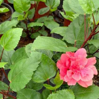 铭景基地批发大杯重瓣扶桑 红花朱瑾 花色多样 花型丰满
