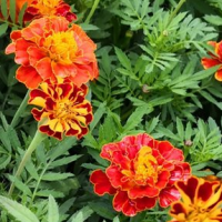 孔雀草种子万寿菊种籽花色绚丽 庭院花坛景观主体花卉 喜阳耐寒