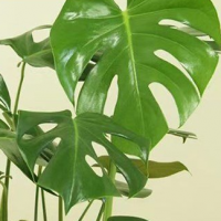 盆景发财树租赁 美春园林 花卉租摆 厂区草花摆放