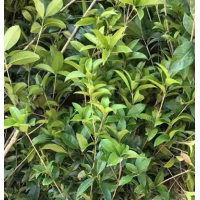 基地桂花 四季桂小苗丹桂金桂小苗盆栽地栽苗规格齐全量大批发