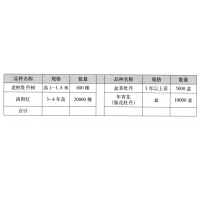老桩牡丹树-洛阳红-盆养牡丹-催花牡丹-洛阳岳巍牡丹种植基地