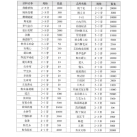 典雅香槟芍药 芍药鲜切花 菏泽市君悦花木种植农民专业合作社