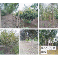 8-15公分大叶女贞 焦作苗木基地 武陟县长兴苗木种植基地
