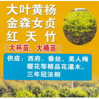 红天竹大杯苗/大桶苗 南天竹价格 沐阳嘉阳园林 园林绿篱小苗