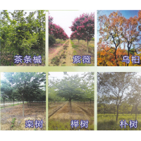 高杆英花十四到十六 金吉园林 绿化苗木 沭阳国际花木城