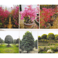 桂花树-高杆桂花-精品四季桂-沭阳苏江绿化苗木园艺场-桂花