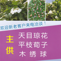 天目琼花-平枝荀子-木绣球-沐阳县李浩苗木种植专业合作社