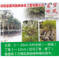 白马丁香，紫丁香-丁香树-沐阳县碧风园林绿化工程有限公司