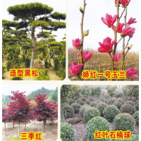 娇红一号玉兰-玉兰树-园林绿化树-沐阳芳芜苑园林绿化有限公司