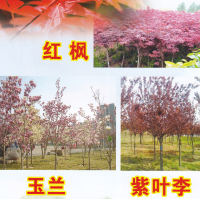 沭阳县捷润园林有限公司供应红枫、玉兰、紫叶李