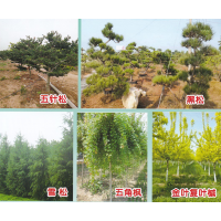 沐阳品之韵园林绿化工程有限公司供应雪松、黑松、五针松、五角枫