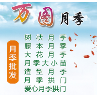 树状月季-藤本月季-大花月季-沭阳月季价格-万图月季批发