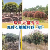 江苏万山园林常年大量专供红叶石楠独杆球（树）