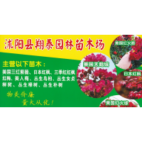 美国三红紫薇-沭阳县翔泰园林苗木场-三红紫薇哪一种颜色好看